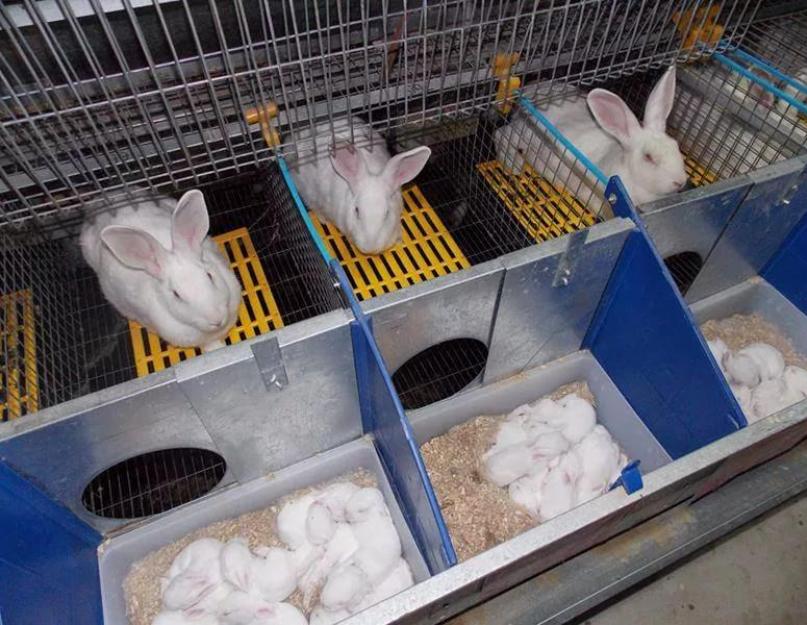 Держим кроликов дома. Клетка для кроликов с маточником. Кролиководство маточник для кролика. Панкроль клетки для кроликов. Клетки для самок кроликов с маточником.