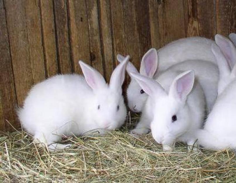 Бизнес-план разведения кроликов с расчетами. Бизнес-план разведения кроликов Проект разведение кроликов