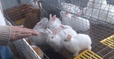 Кролиководство — выгодный бизнес на мясе и мехе Составить бизнес план для строительства кроликофермы