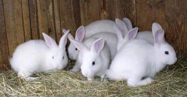 Бизнес-план разведения кроликов Проект разведение кроликов