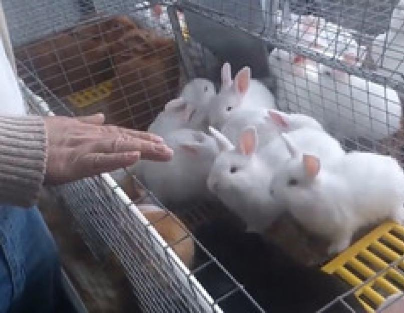 Разведение кроликов как бизнес: особенности и перспективы. Кролиководство — выгодный бизнес на мясе и мехе Составить бизнес план для строительства кроликофермы