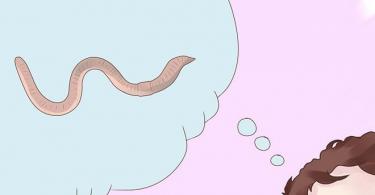 Как разводить червей в домашних условиях Разведение дождевых червей как бизнес