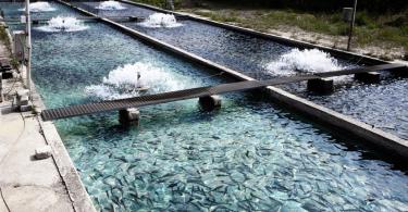 Бизнес на выращивании рыбы Разведение рыбы в прудах как бизнес